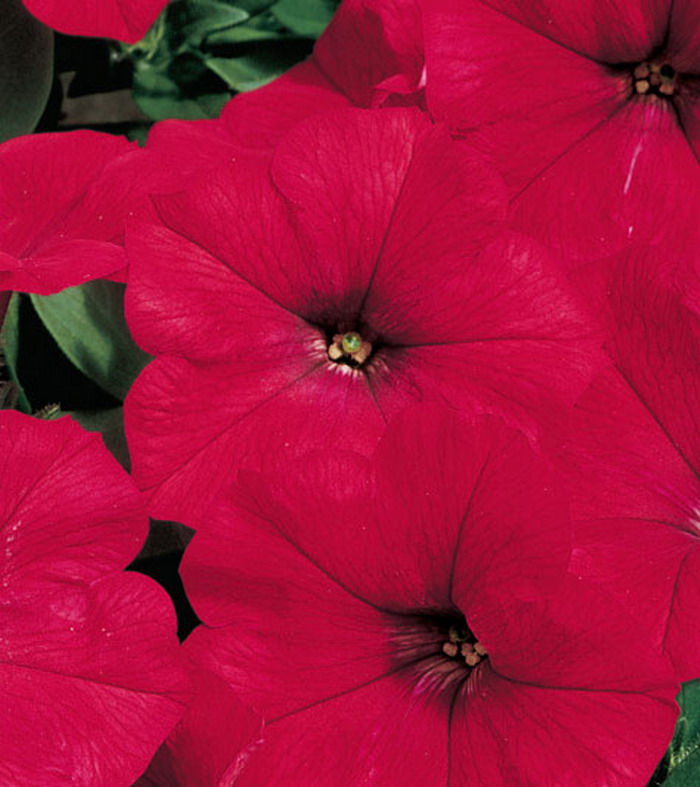 Петуния трэлин Рамблин Рэд